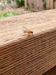 Diptera