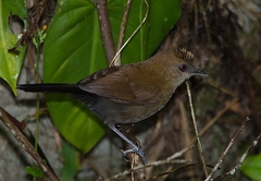 Pyriglena leucoptera