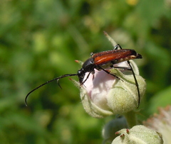 Stenurella bifasciata