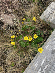 Geum calthifolium