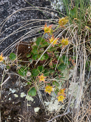 Geum calthifolium