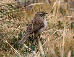Asthenes humilis