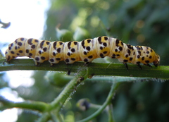 Cucullia scrophulariae