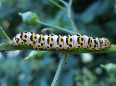Cucullia scrophulariae