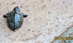 Kinosternon subrubrum