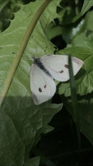 Pieris rapae