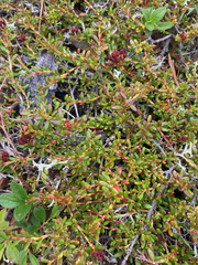 Kalmia procumbens