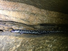 Plethodon kentucki
