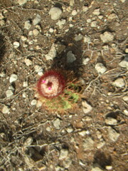 Melocactus macracanthos