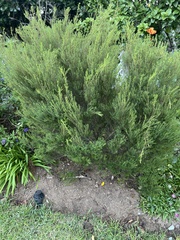 Coleonema calycinum