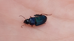 Harpalus