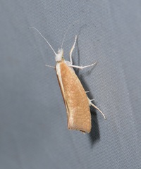 Ypsolopha lucella