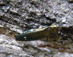 Agrilus biguttatus