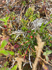Kalmia procumbens