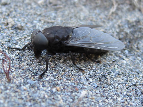 Tabanus aegrotus