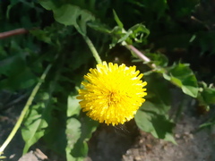 Taraxacum officinale