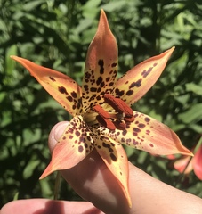 Lilium canadense