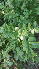 Rosa rugosa