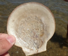 Placopecten magellanicus