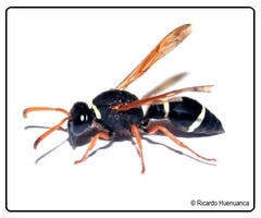 Hypodynerus coarctatus