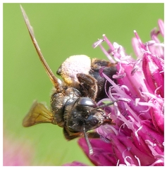 Andrena pilipes