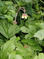 Geum × meinshausenii