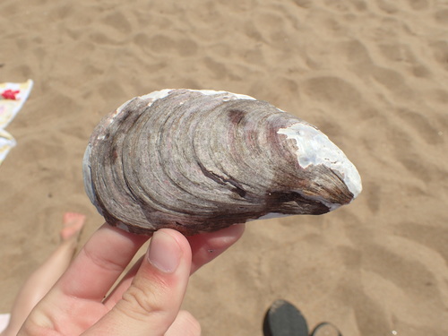 Northern Horse Mussel