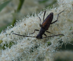Anastrangalia dubia