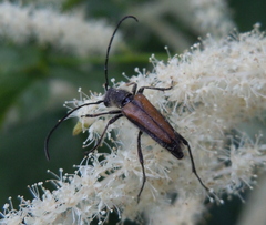Anastrangalia dubia