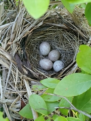 Pipilo erythrophthalmus