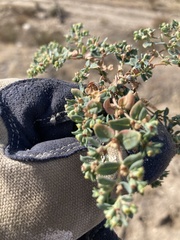 Euphorbia ocellata