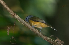 Mionectes rufiventris