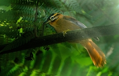 Philydor atricapillus