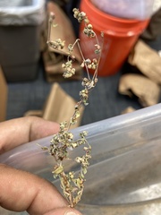 Euphorbia ocellata
