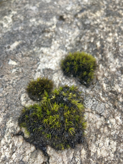 Campylopus atrovirens