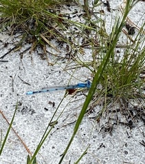 Enallagma doubledayi