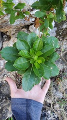 Verbesina caymanensis