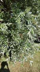 Salix alba