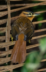 Philydor atricapillus