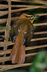 Philydor atricapillus