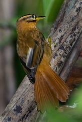 Philydor atricapillus