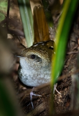 Myrmoderus squamosus