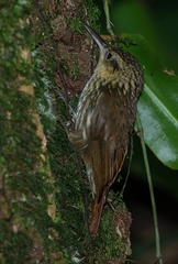 Xiphorhynchus fuscus