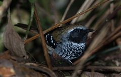 Myrmoderus squamosus