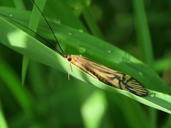 Macrostemum radiatum