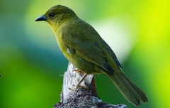Orthogonys chloricterus