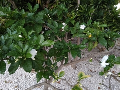 Tabernaemontana divaricata