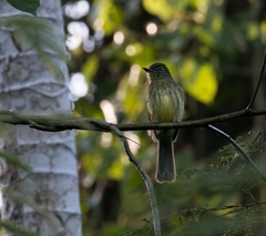 Ramphotrigon fuscicauda