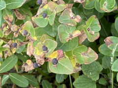 Euphorbia hylonoma