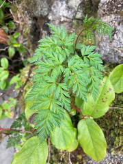 Conioselinum